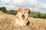 CHIEN FINNOIS DE LAPONIE 081